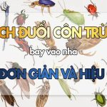 cách đuổi diệt côn trùng trong nhà