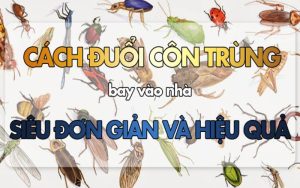 cách đuổi diệt côn trùng trong nhà